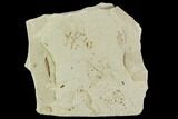 Fossil Insect and Leaf Cluster - Green River Formation, Utah #111379-1